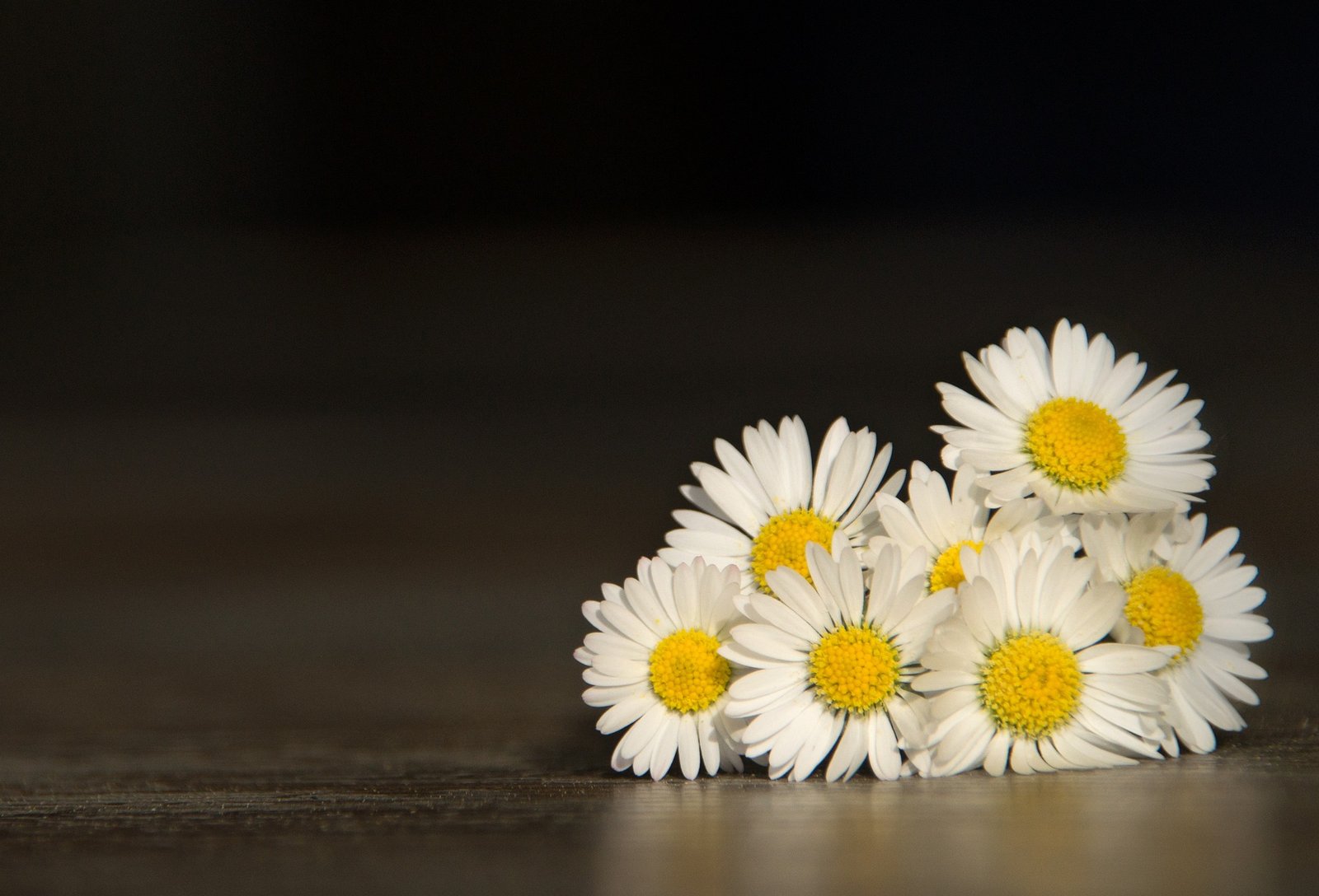 حضانة موني لاند - الكاتب